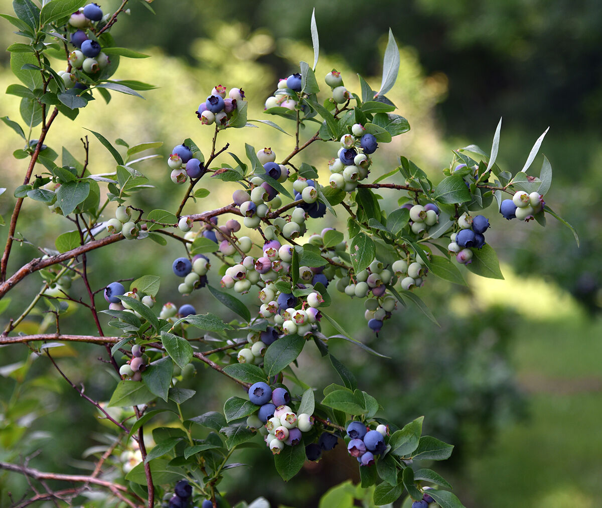 North Hollow Berry Farm blueberries